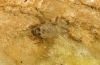 A identificar