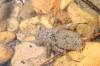 A identificar
