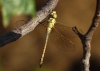 Anax ephippiger