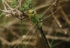 Anax imperator