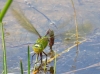 Anax imperator