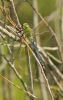 Anax imperator