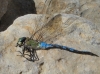 Anax imperator