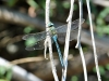 Anax imperator