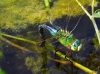 Anax imperator Leach, 1815