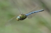 Anax imperator Leach, 1815