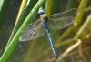 Anax imperator Leach, 1815