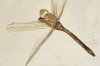 Boyeria irene (Selys, 1839)