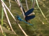 Calopteryx xanthostoma (Charpentier, 1825)