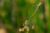 Calopteryx xanthostoma (Charpentier 1825)
