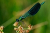 Calopteryx xanthostoma (Charpentier 1825)