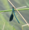 Calopteryx xanthostoma Calopteryx xanthostoma