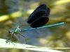 Calopteryx xanthostoma Calopteryx xanthostoma