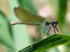 Calopteryx xanthostoma Calopteryx xanthostoma