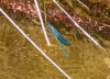 Calopteryx xanthostoma Calopteryx xanthostoma