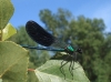 Calopteryx xanthostoma Calopteryx xanthostoma