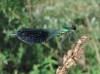 Calopteryx xanthostoma Calopteryx xanthostoma