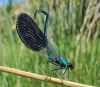 Calopteryx xanthostoma Calopteryx xanthostoma