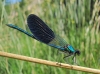 Calopteryx xanthostoma Calopteryx xanthostoma