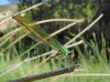 Calopteryx xanthostoma Calopteryx xanthostoma