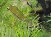 Calopteryx xanthostoma Calopteryx xanthostoma