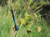 Calopteryx xanthostoma Calopteryx xanthostoma