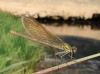 Calopteryx xanthostoma Calopteryx xanthostoma
