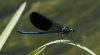 Calopteryx xanthostoma (Charpentier 1825)