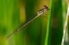 Ceriagrion tenellum (de Villers, 1789)
