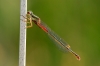 Ceriagrion tenellum (de Villers, 1789)