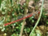 Ceriagrion tenellum