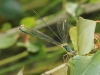 Chalcolestes viridis (Vander Linden, 1825)