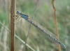 Coenagrion ? 1d2
