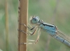 Coenagrion ? 2d2