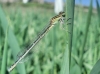 Coenagrion ?