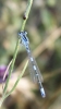 Coenagrion a determinar