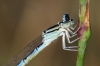 Coenagrion caerulescens