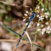 Coenagrion caerulescens