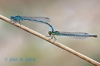 Coenagrion mercuriale (Charpentier, 1840)