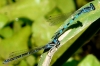 Coenagrion mercuriale