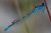 Coenagrion mercuriale