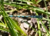 Coenagrion mercuriale