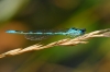 Coenagrion mercuriale