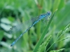 Coenagrion mercuriale