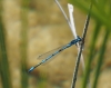 Coenagrion puella (Linnaeus, 1758)
