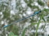 Coenagrion puella