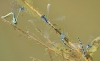 Coenagrion scitulum (Rambur, 1842)