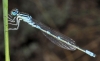 Coenagrion scitulum (Rambur, 1842)