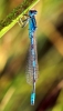 Coenagrion scitulum