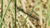 Coenagrion sp.